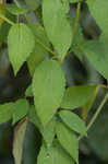 Yellow giant hyssop